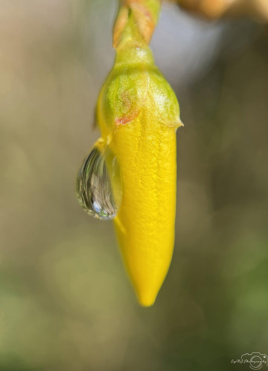 Nature Photography - Superb Droplet V205