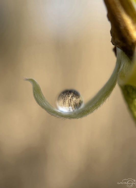 Nature Photography - Superb Droplet V207