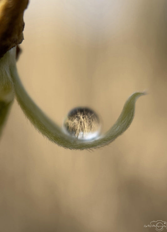 Nature Photography - Superb Droplet V208