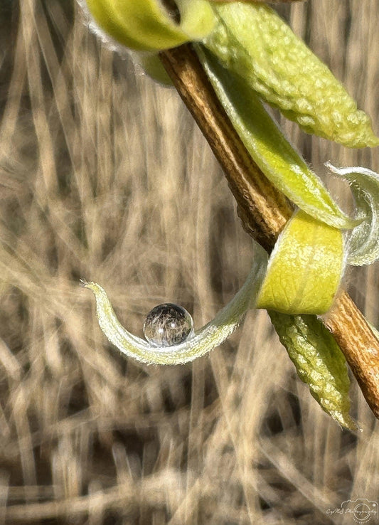 Nature Photography - Superb Droplet V209