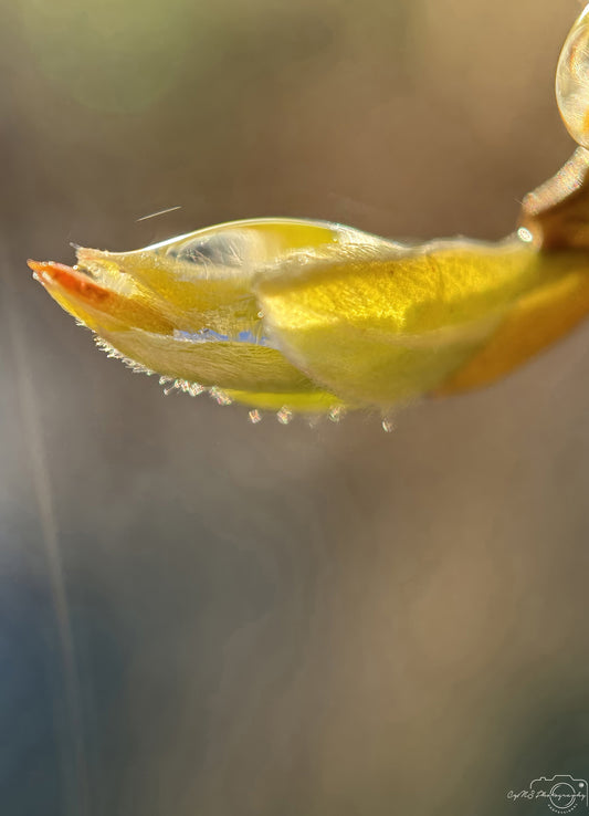 Nature Photography - Superb Droplet V212