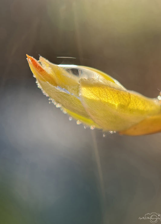Nature Photography - Superb Droplet V213