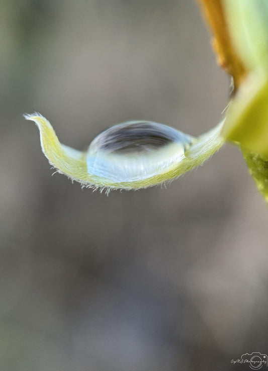 Nature Photography - Superb Droplet V215