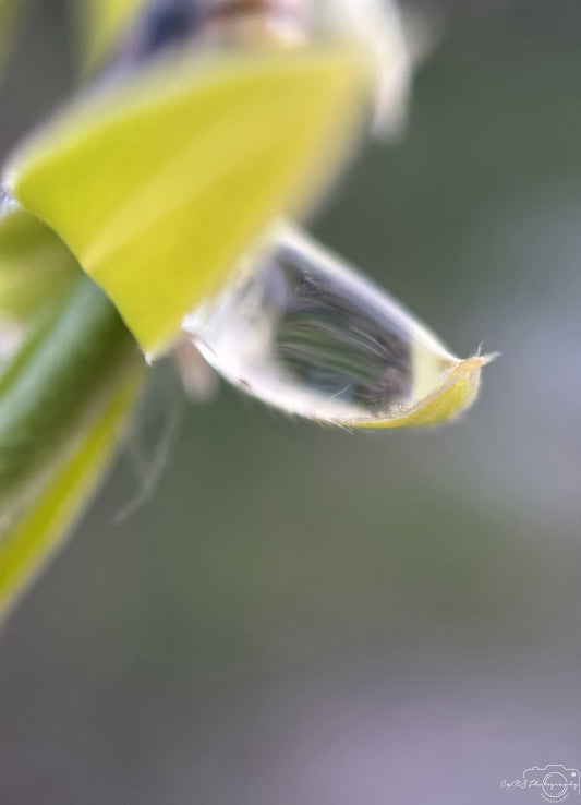 Nature Photography - Superb Droplet V217