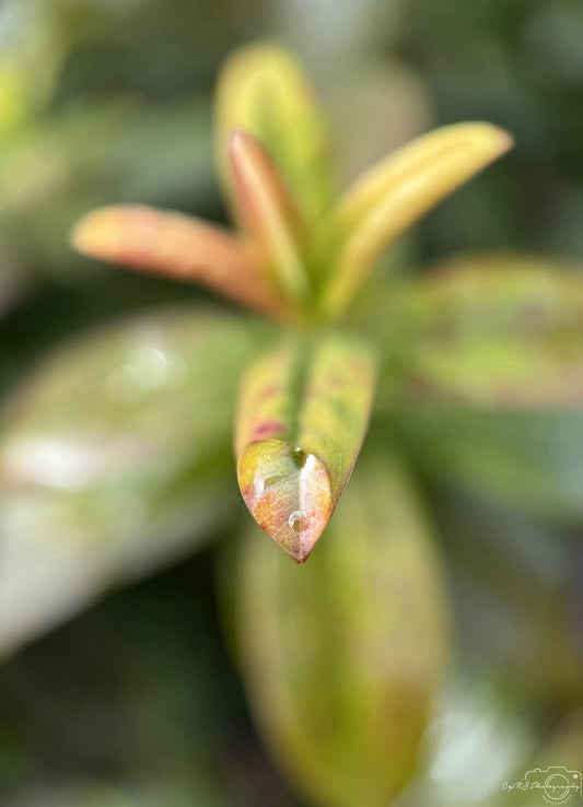 Nature Photography - Superb Droplet V218
