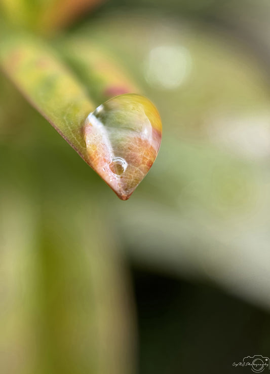 Nature Photography - Superb Droplet V220