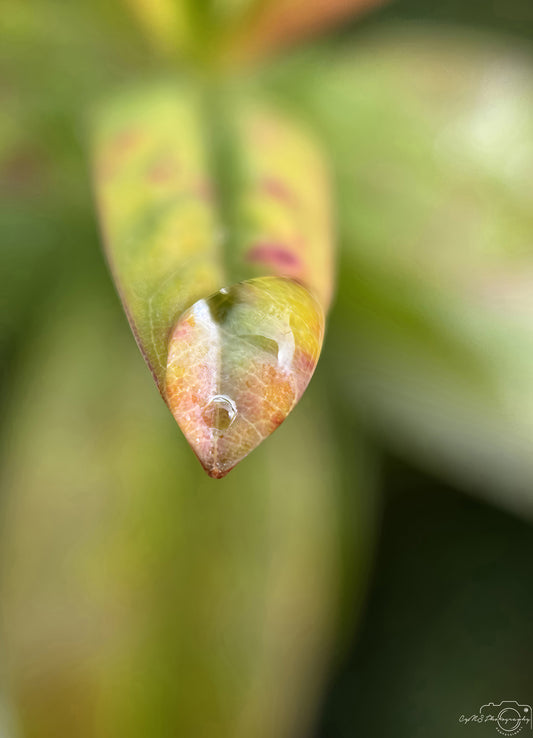 Nature Photography - Superb Droplet V221