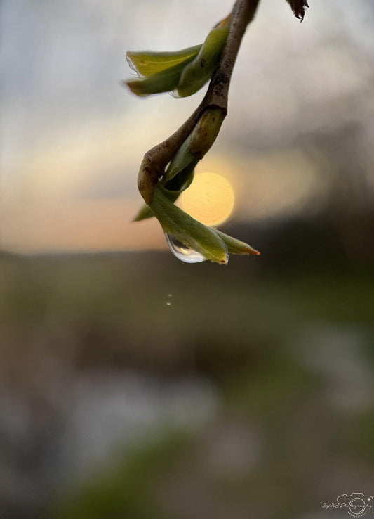 Nature Photography - Superb Droplet V222