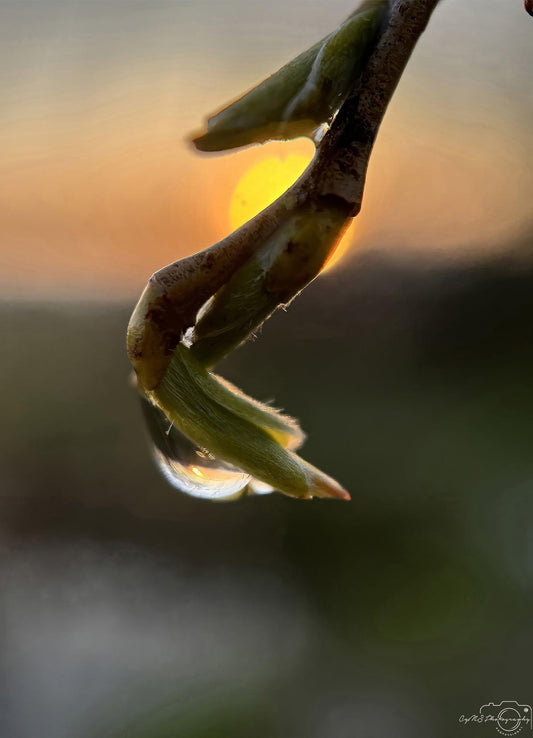Nature Photography - Superb Droplet V223