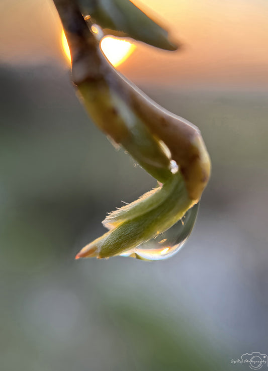 Nature Photography - Superb Droplet V224