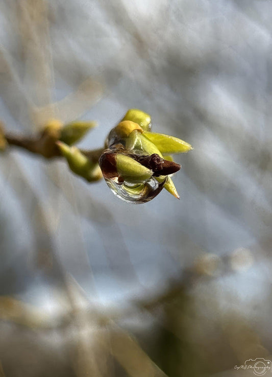 Nature Photography - Superb Droplet V226
