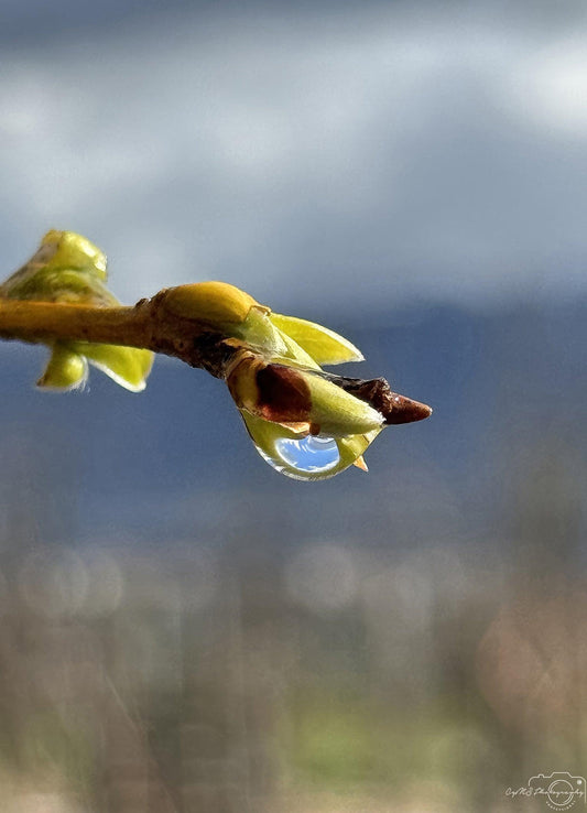 Nature Photography - Superb Droplet V228
