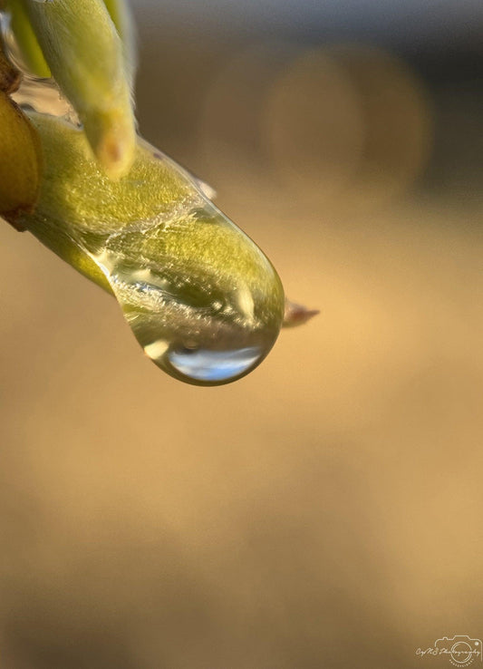 Nature Photography - Superb Droplet V229
