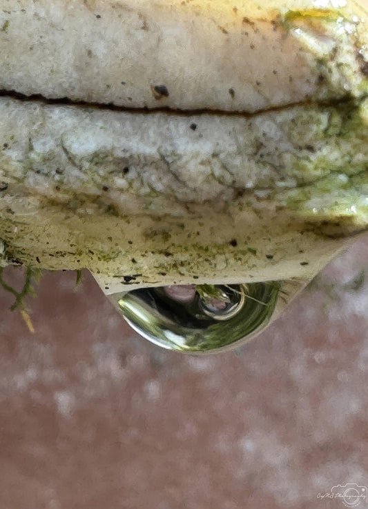 Nature Photography - Superb Droplet V230