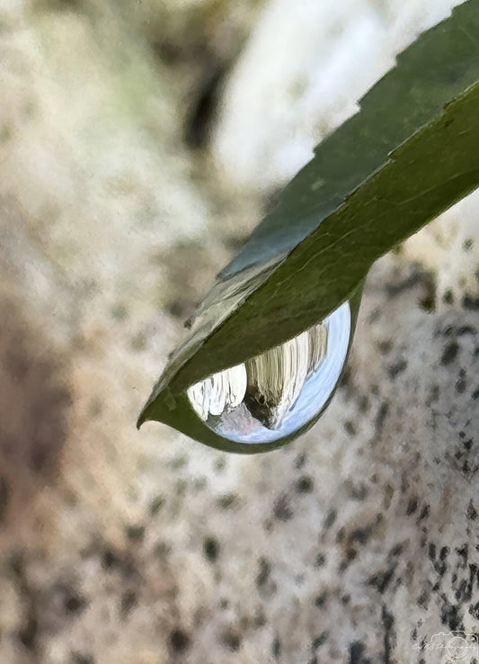 Nature Photography - Superb Droplet V232