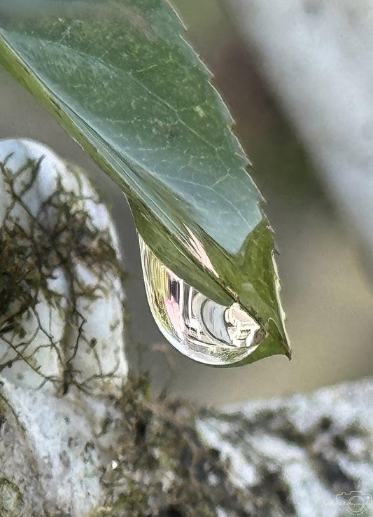 Nature Photography - Superb Droplet V233
