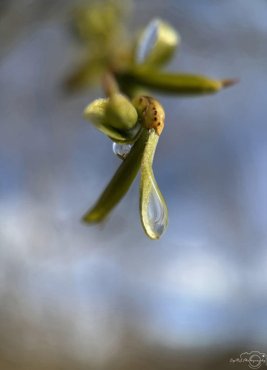 Nature Photography - Superb Droplet V234
