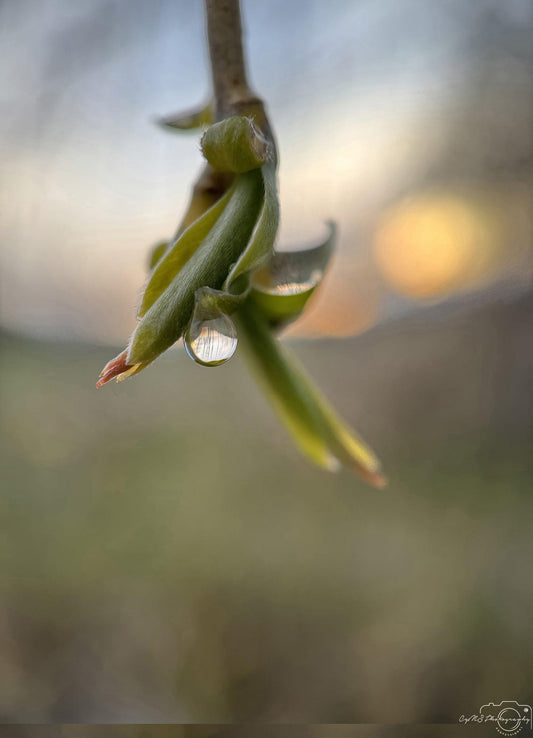 Nature Photography - Superb Droplet V235