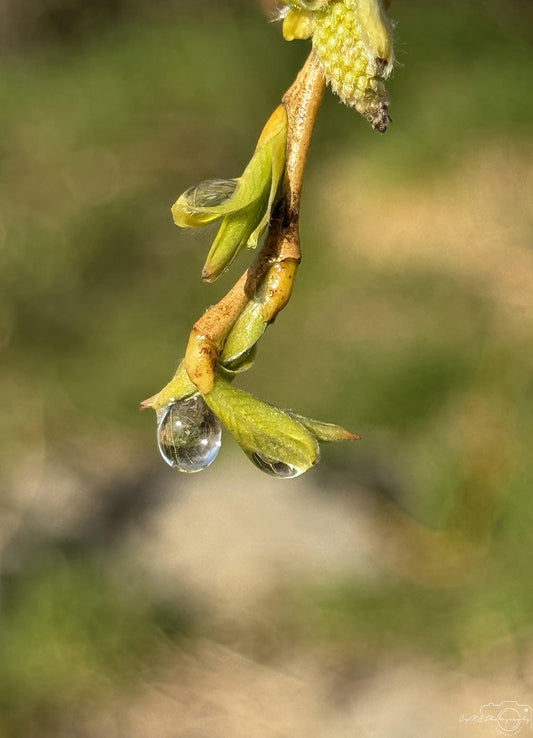 Nature Photography - Superb Droplet V236