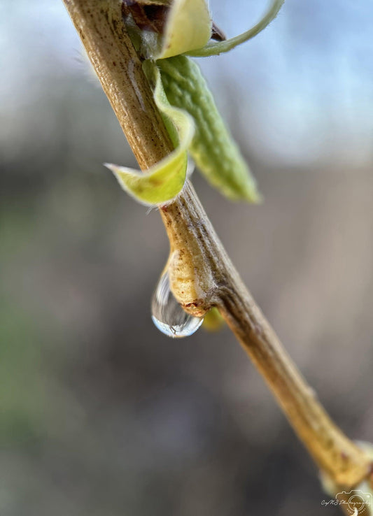 Nature Photography - Superb Droplet V237