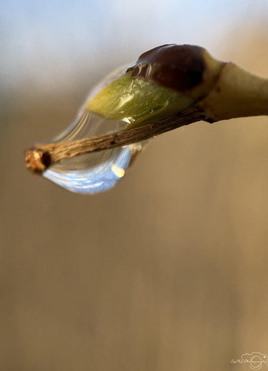 Nature Photography - Superb Droplet V238