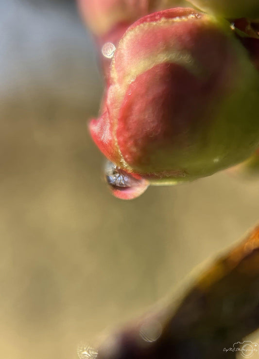 Nature Photography - Superb Droplet V239
