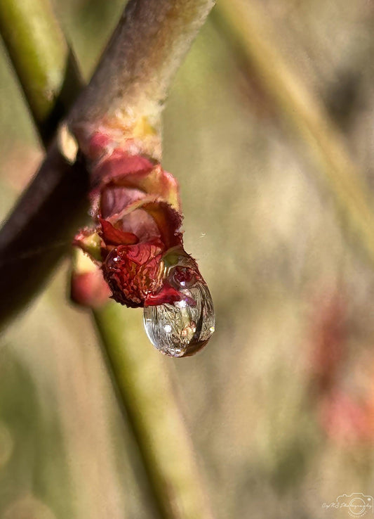 Nature Photography - Superb Droplet V240