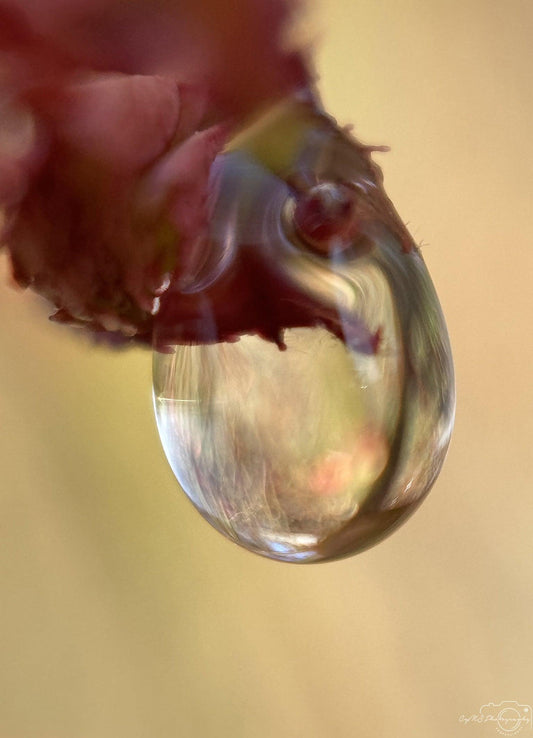 Nature Photography - Superb Droplet V241