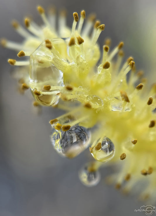 Nature Photography - Superb Droplet V243