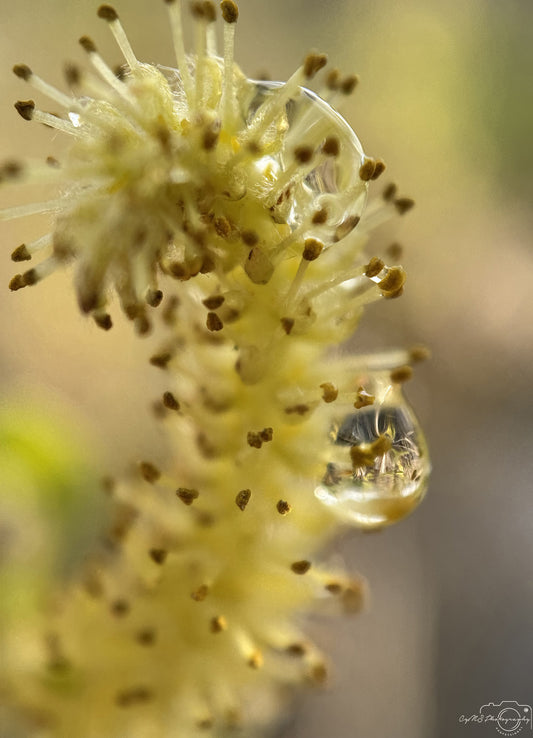 Nature Photography - Superb Droplet V244