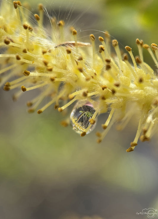 Nature Photography - Superb Droplet V245