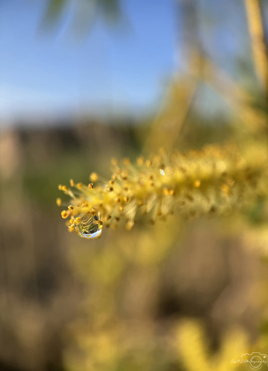 Nature Photography - Superb Droplet V246