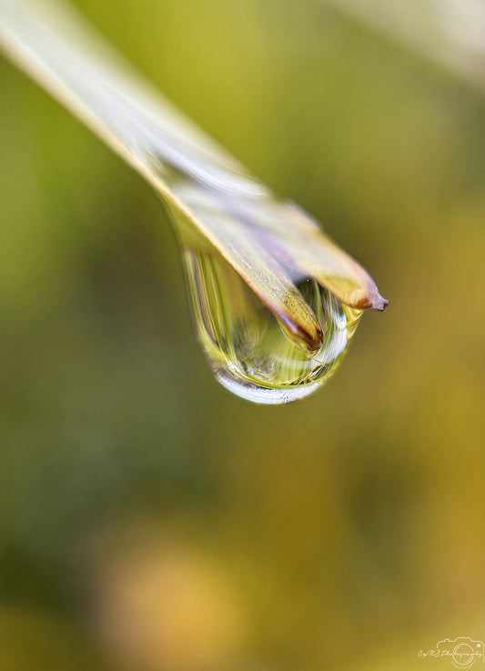Nature Photography - Superb Droplet V247