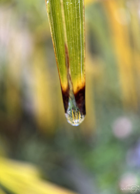 Nature Photography - Superb Droplet V248