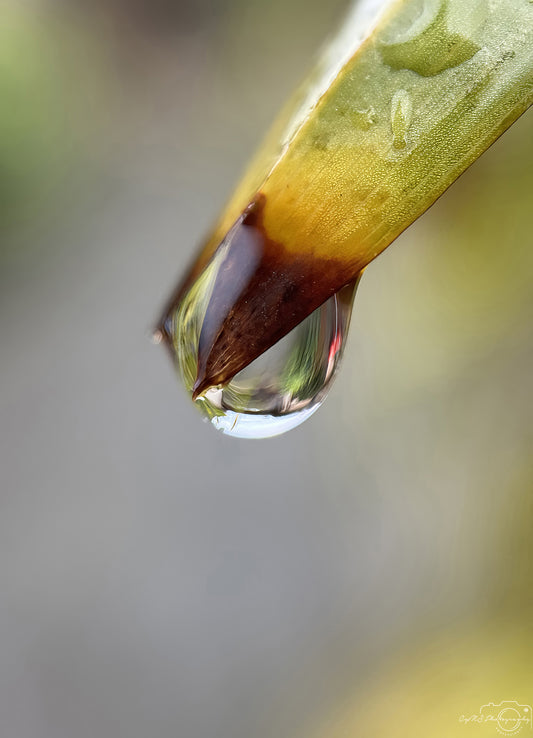 Nature Photography - Superb Droplet V249