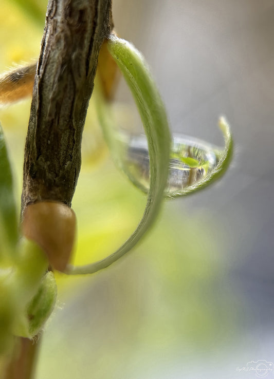 Nature Photography - Superb Droplet V250