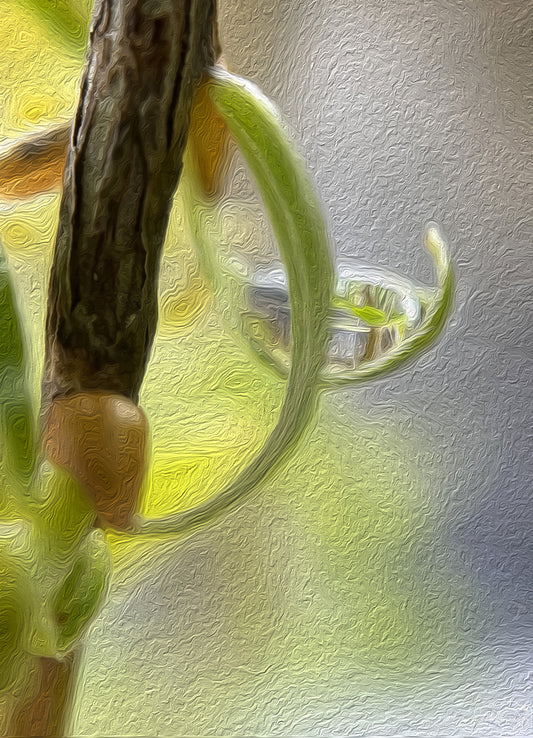 Digital Oil Painting - Superb Droplet V250
