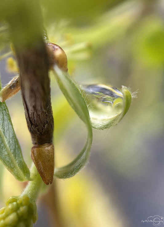 Nature Photography - Superb Droplet V251