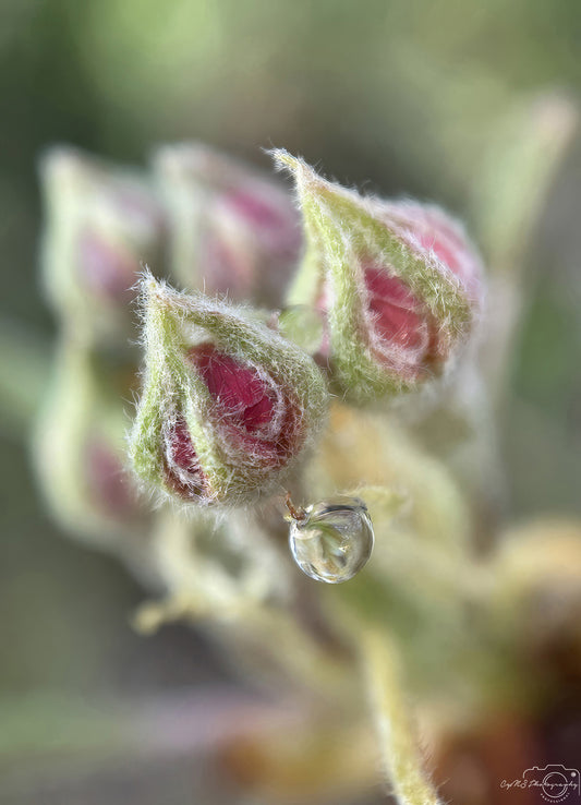 Nature Photography - Superb Droplet V254