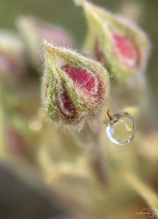 Nature Photography - Superb Droplet V255