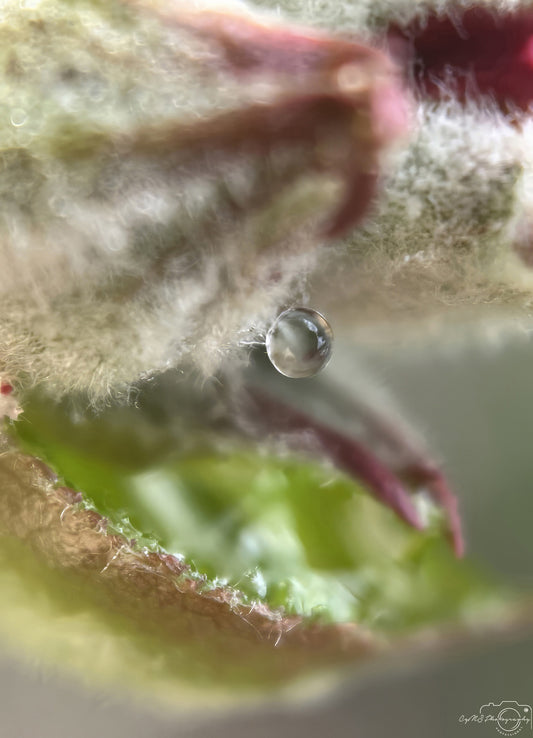 Nature Photography - Superb Droplet V257
