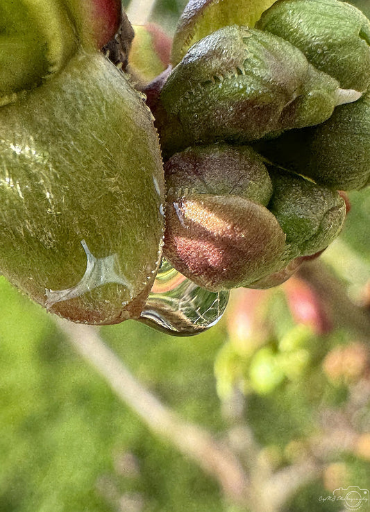 Nature Photography - Superb Droplet V258