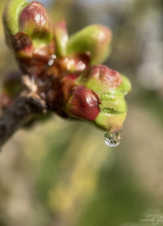 Nature Photography - Superb Droplet V259