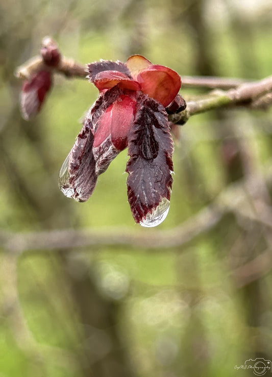 Nature Photography - Superb Droplet V261