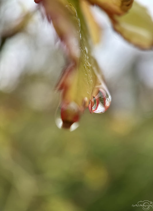 Nature Photography - Superb Droplet V262