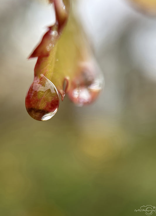 Nature Photography - Superb Droplet V263