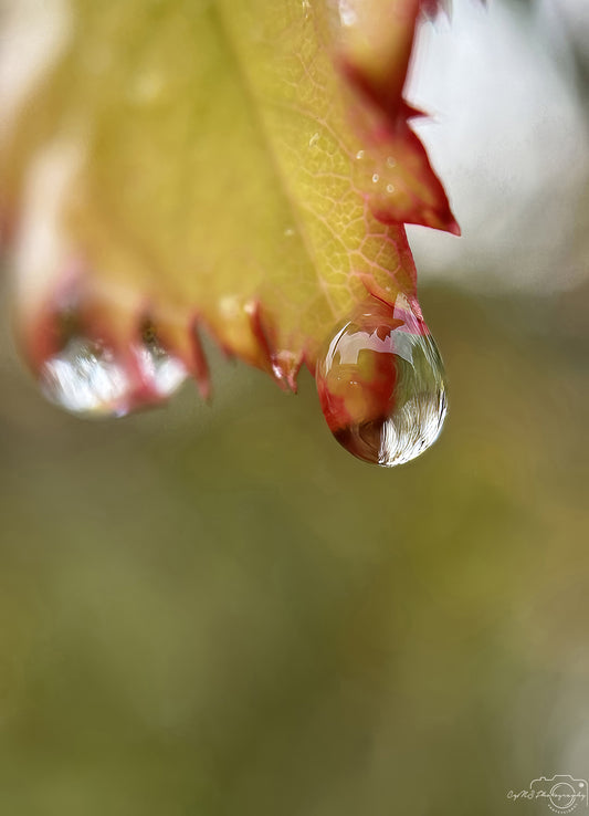 Nature Photography - Superb Droplet V264