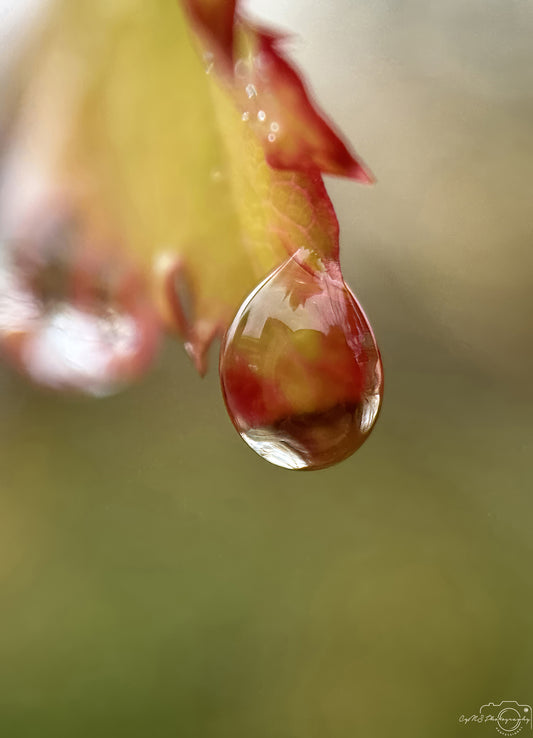 Nature Photography - Superb Droplet V265