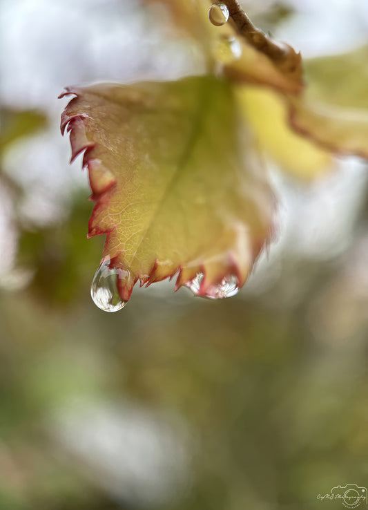 Nature Photography - Superb Droplet V266