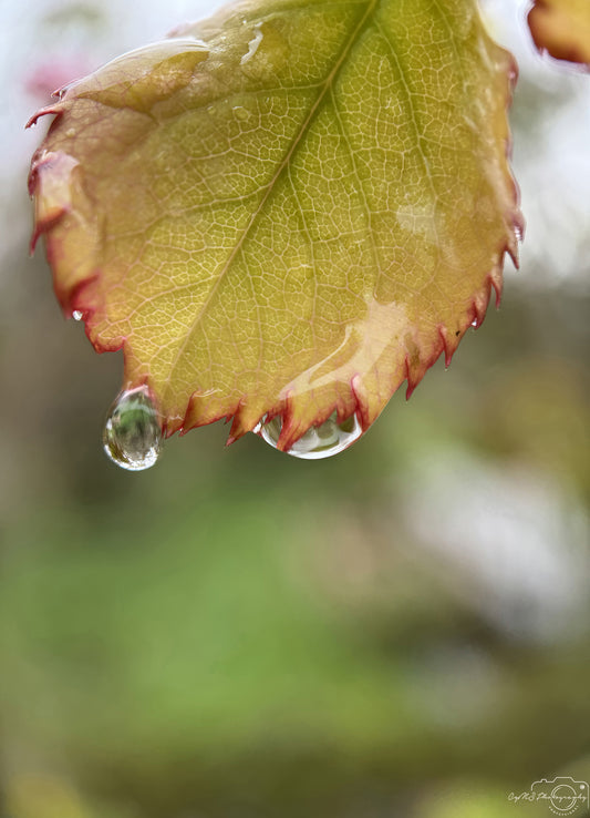 Nature Photography - Superb Droplet V267